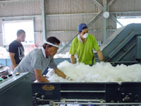 綿の作業